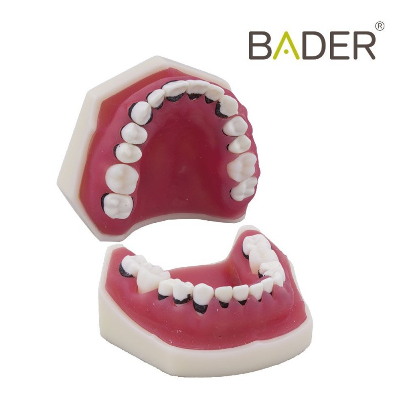 Tipodonto de periodoncia sin articulador BADER