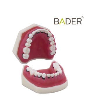 Tipodonto de periodoncia sin articulador BADER