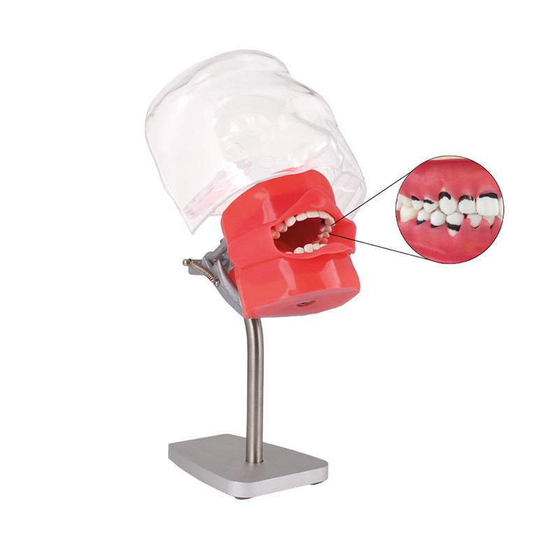 Fantoma de Periodoncia Bader para Mesa