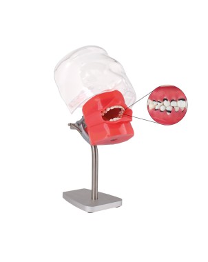 Fantoma de Periodoncia Bader para Mesa