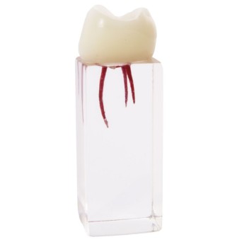 Molar para Endodoncia Bader