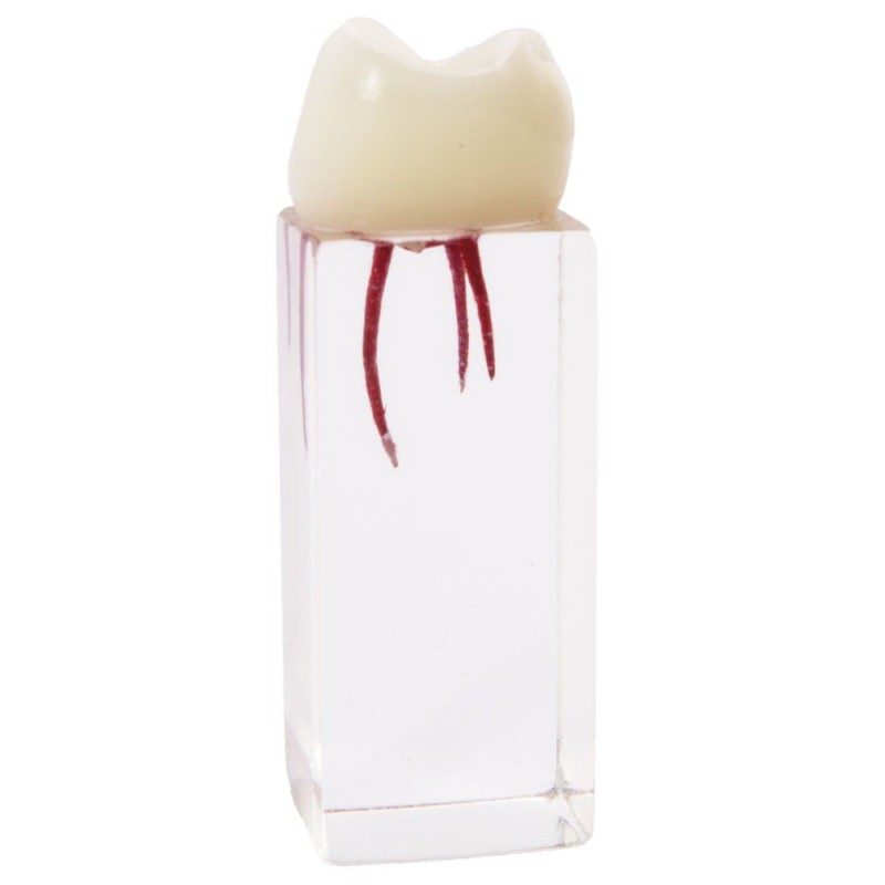 Molar para Endodoncia Bader