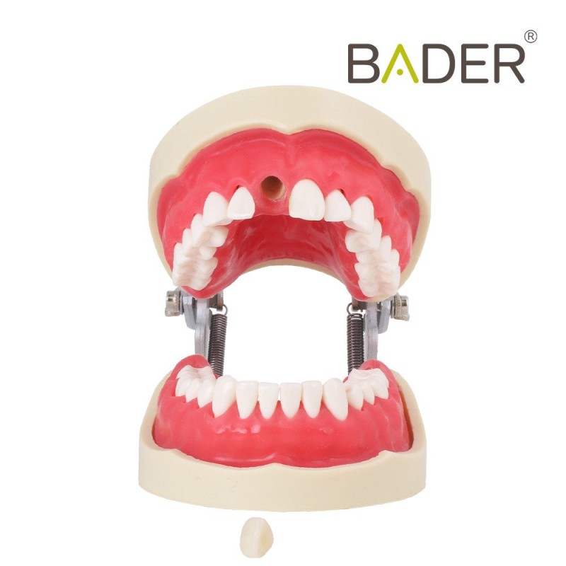 Tipodonto Endodoncia Bader