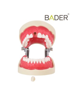 Tipodonto Endodoncia Bader