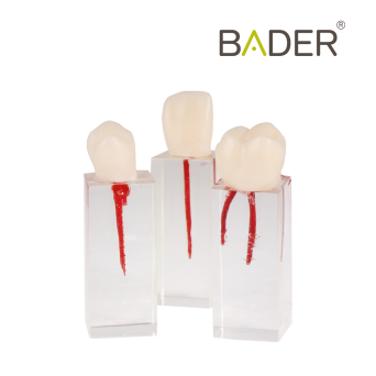 Set de Dientes Endo para Práctica Bader