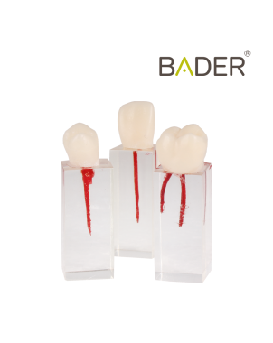 Set de Dientes Endo para Práctica Bader