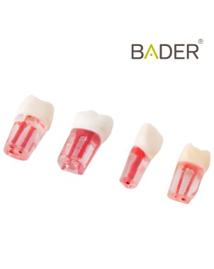 Set de Dientes Transparentes para Endodoncia Bader