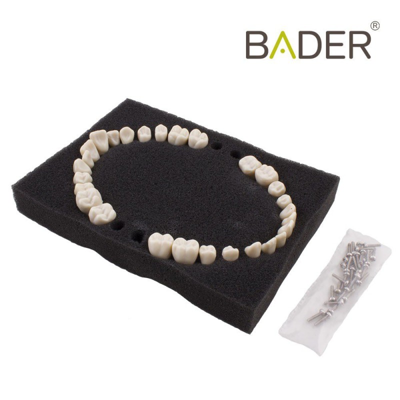Dientes reposición tipo Ana4 BADER