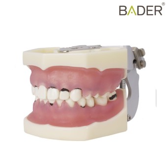 Tipodonto de periodoncia con articulador Bader