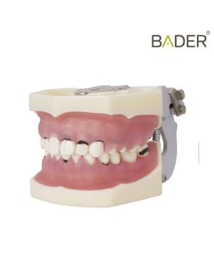 Tipodonto de periodoncia con articulador Bader