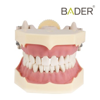 Tipodonto Bader AG3 Adulto con Articulador