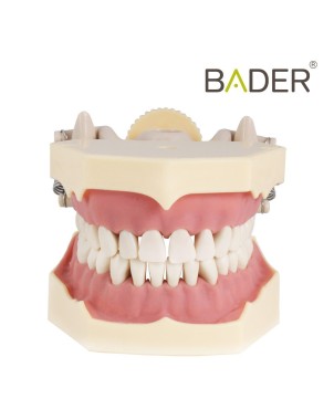 Tipodonto Bader AG3 Adulto con Articulador