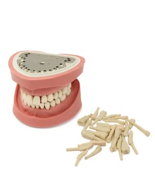 Set de 28 Dientes para Tipodonto Clónico Adulto Bader