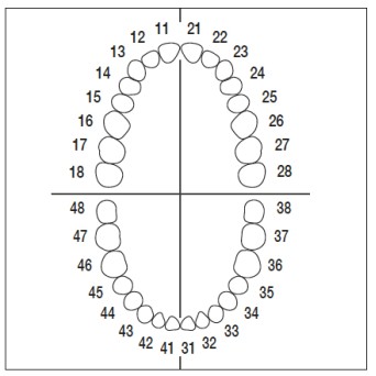 AG3ZE010 nº 24 dientes 10 ud