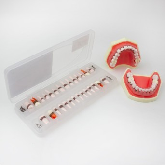 Reposición de Dientes para Tipodonto de Periodoncia Bader