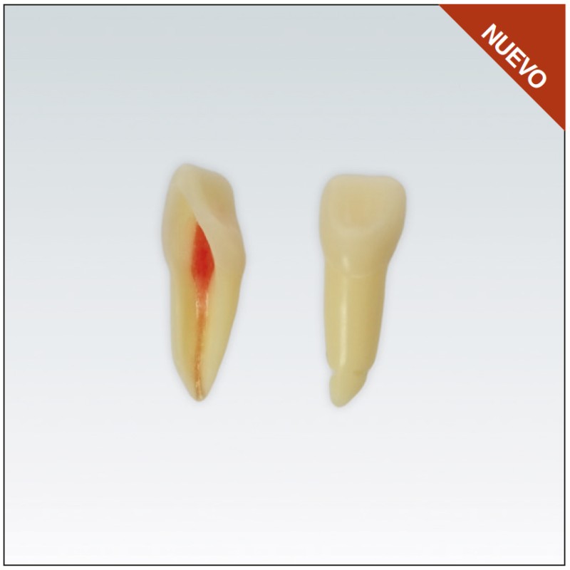 ANA4Z3RN21 diente endo c/raiz natural, apto RX, 3 capas nº21