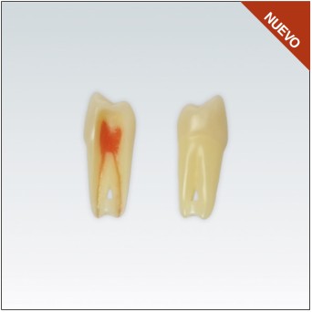 ANA4Z3RN24 diente endo c/raiz natural, apto RX, 3 capas nº24