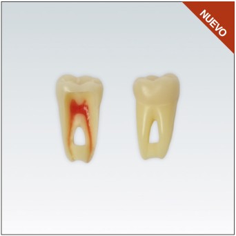 ANA4Z3RN46 diente endo c/raiz natural, apto RX, 3 capas nº46