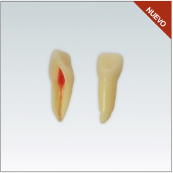 ANA4Z3RN21 Nº21 endo c/raiz natural apto RX 3 capas 10ud