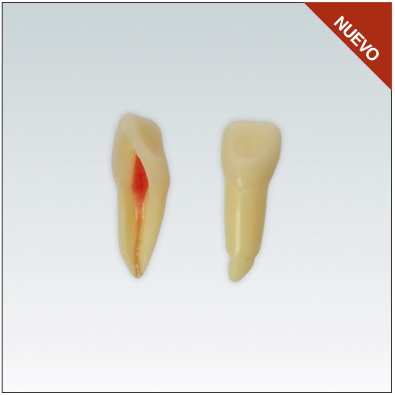 ANA4Z3RN21 Nº21 endo c/raiz natural apto RX 3 capas 10ud
