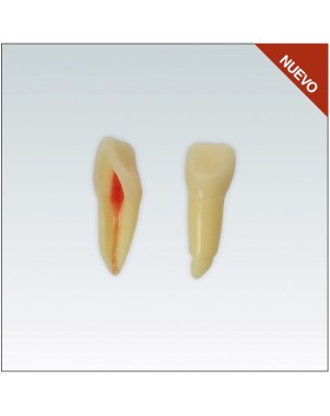 ANA4Z3RN21 Nº21 endo c/raiz natural apto RX 3 capas 10ud
