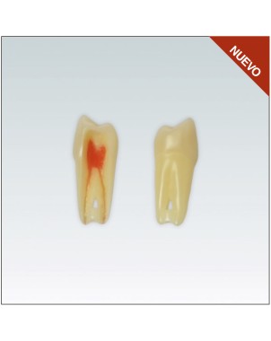 ANA4Z3RN24 Nº24 endo c/raiz natural apto RX 3 capas 100ud