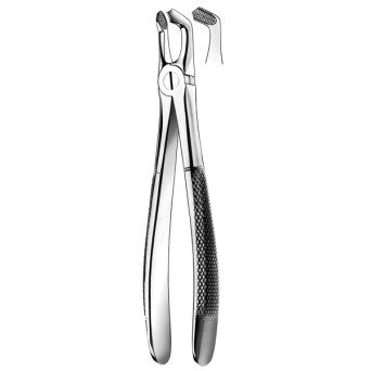 79 FORCEPS CORDALES INFERIORES