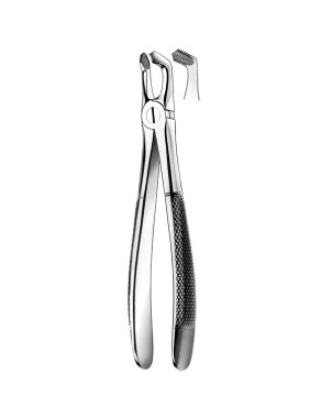 79 FORCEPS CORDALES INFERIORES