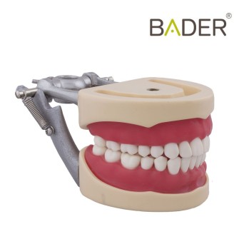 Tipodonto compatible Columbia 860 y Nissin® adulto Bader
